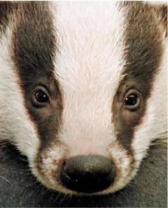 badger5